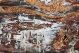 Colorful Hubbard Basin Petrified Wood Slab - Nevada #305094-1